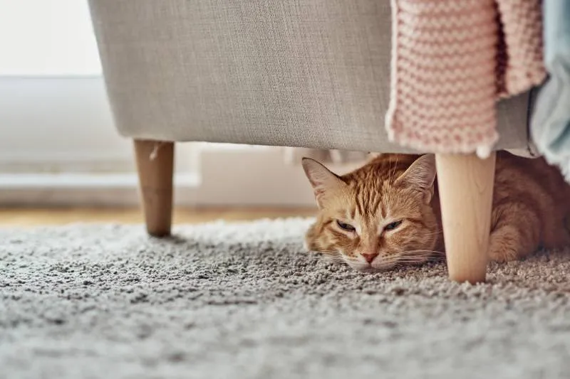 Stop cat from sale going under couch