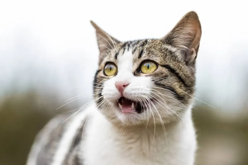 Do Feral Cats Purr?