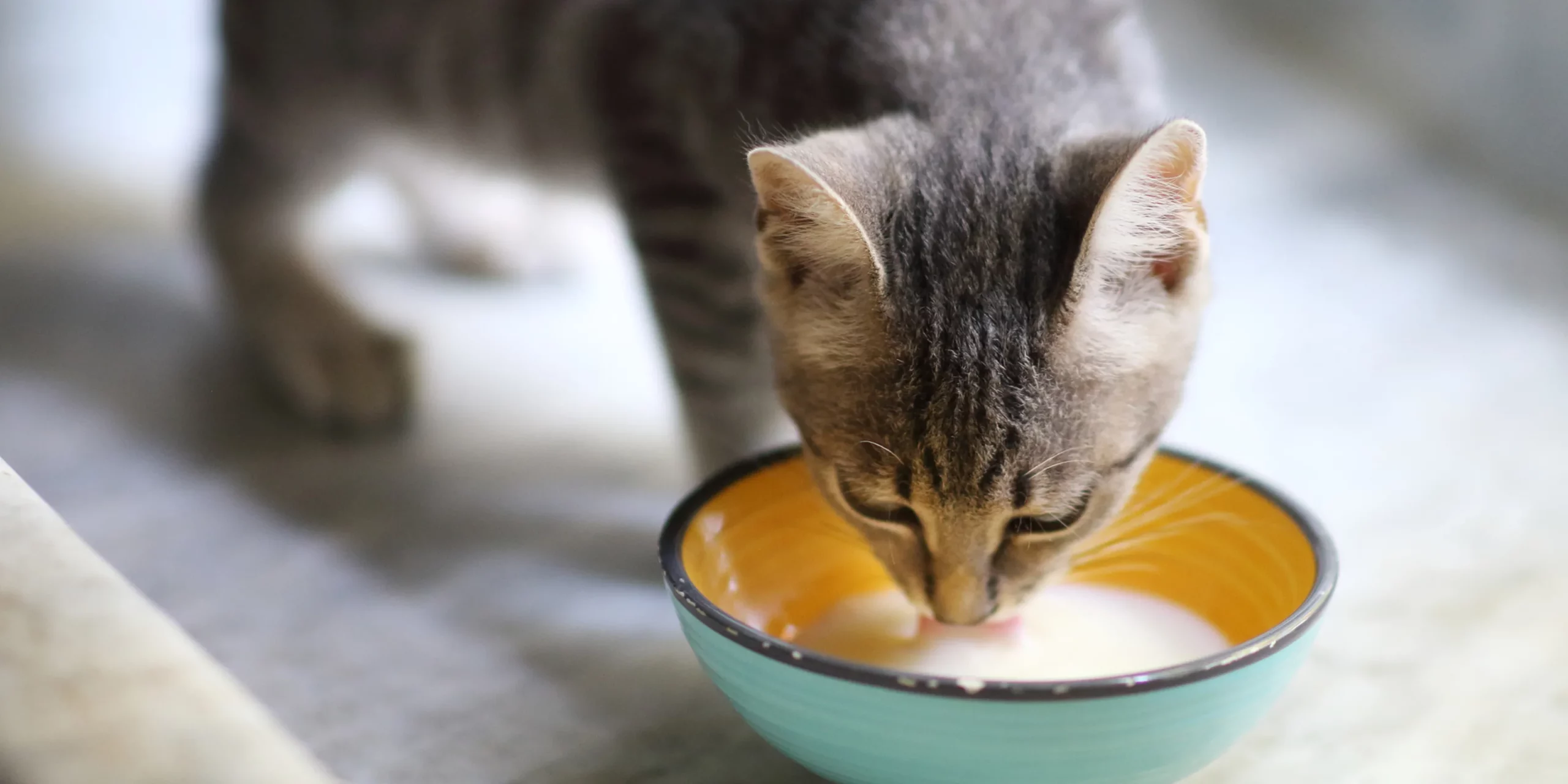 can-cat-drink-cow-milk