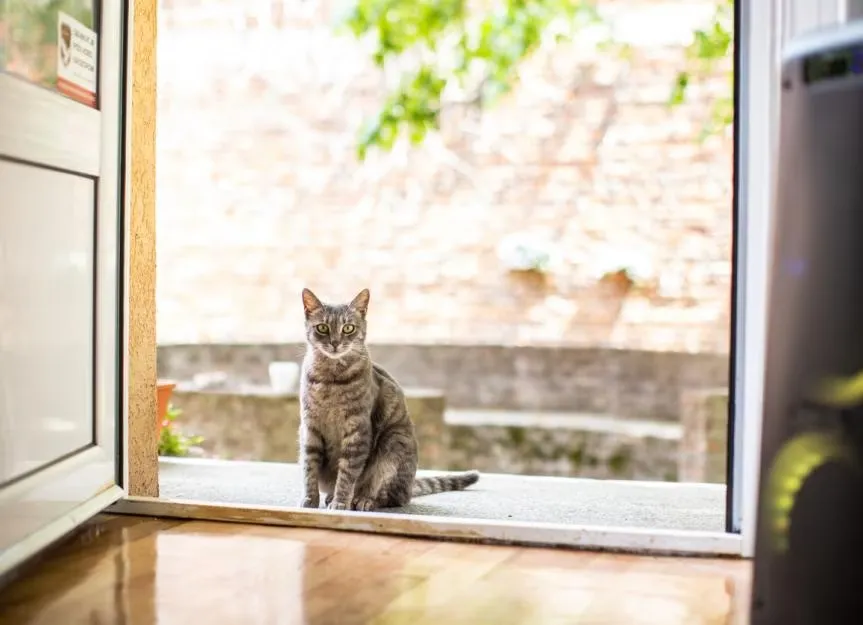 What to Do With Stray Kittens?