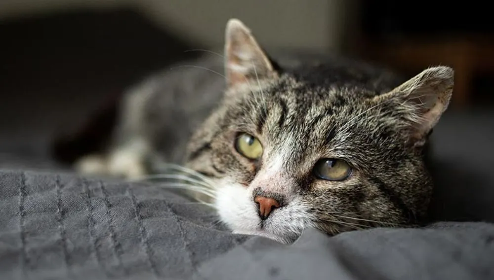 Signs of Rabies in Cats Eyes