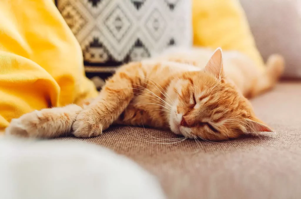 Why is My Cat Stressed All of a Sudden?