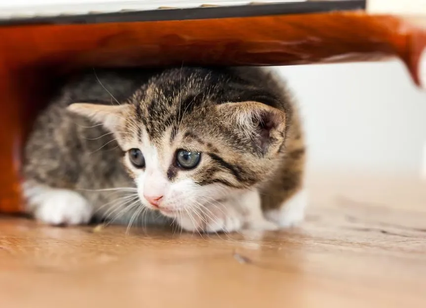 Signs Your Cat is Scared of You