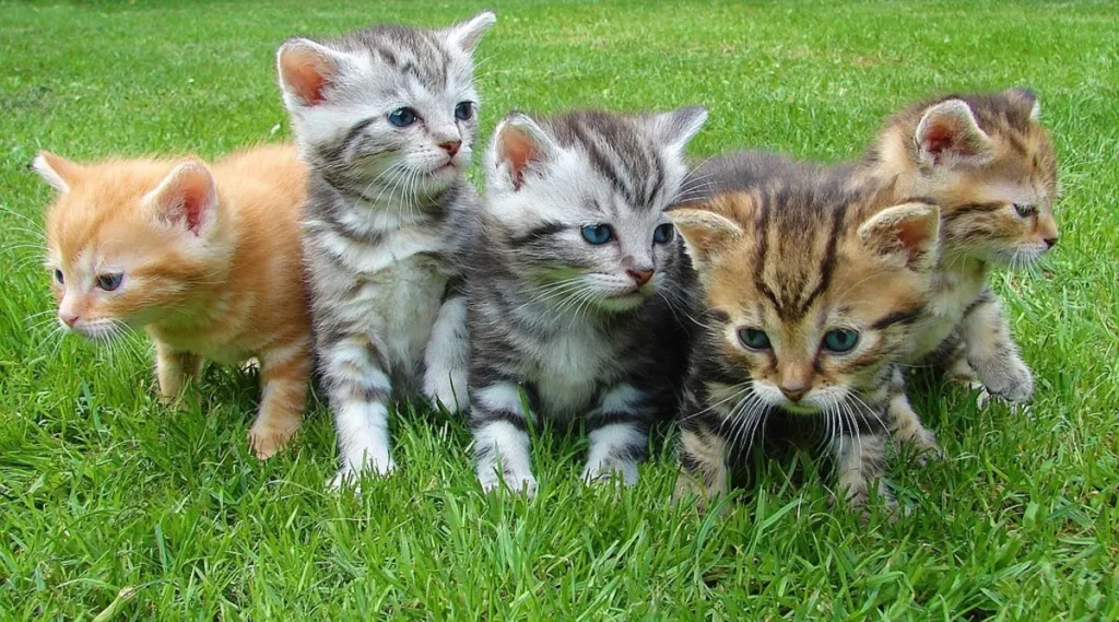 When is It Too Late to Tame a Feral Cat