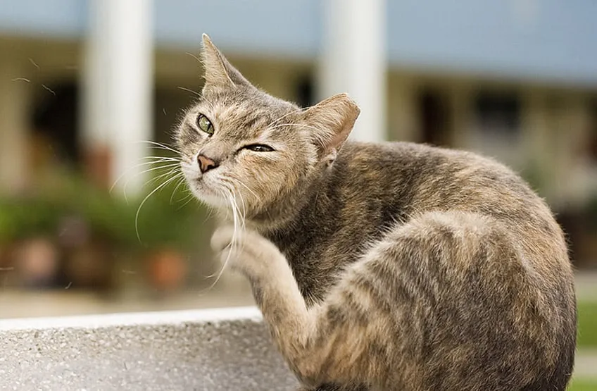 Signs You Are a Bad Cat Owner