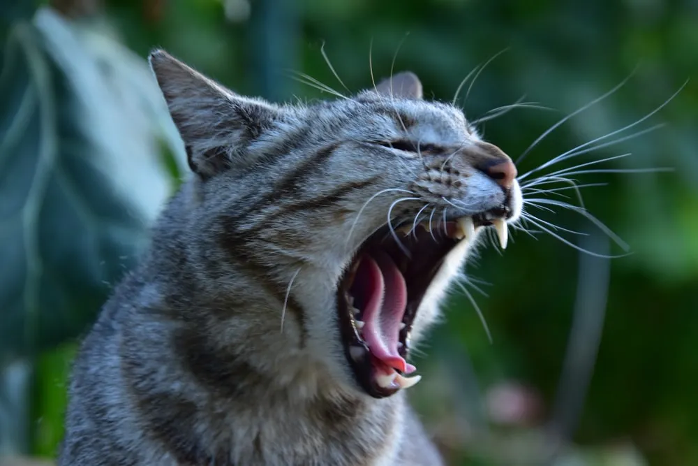 Cats Meowing at Night Outside