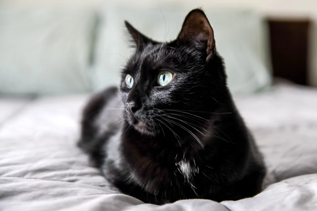 How Long Do Black Cats Live?