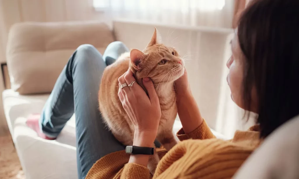 How to Make Cats Like You