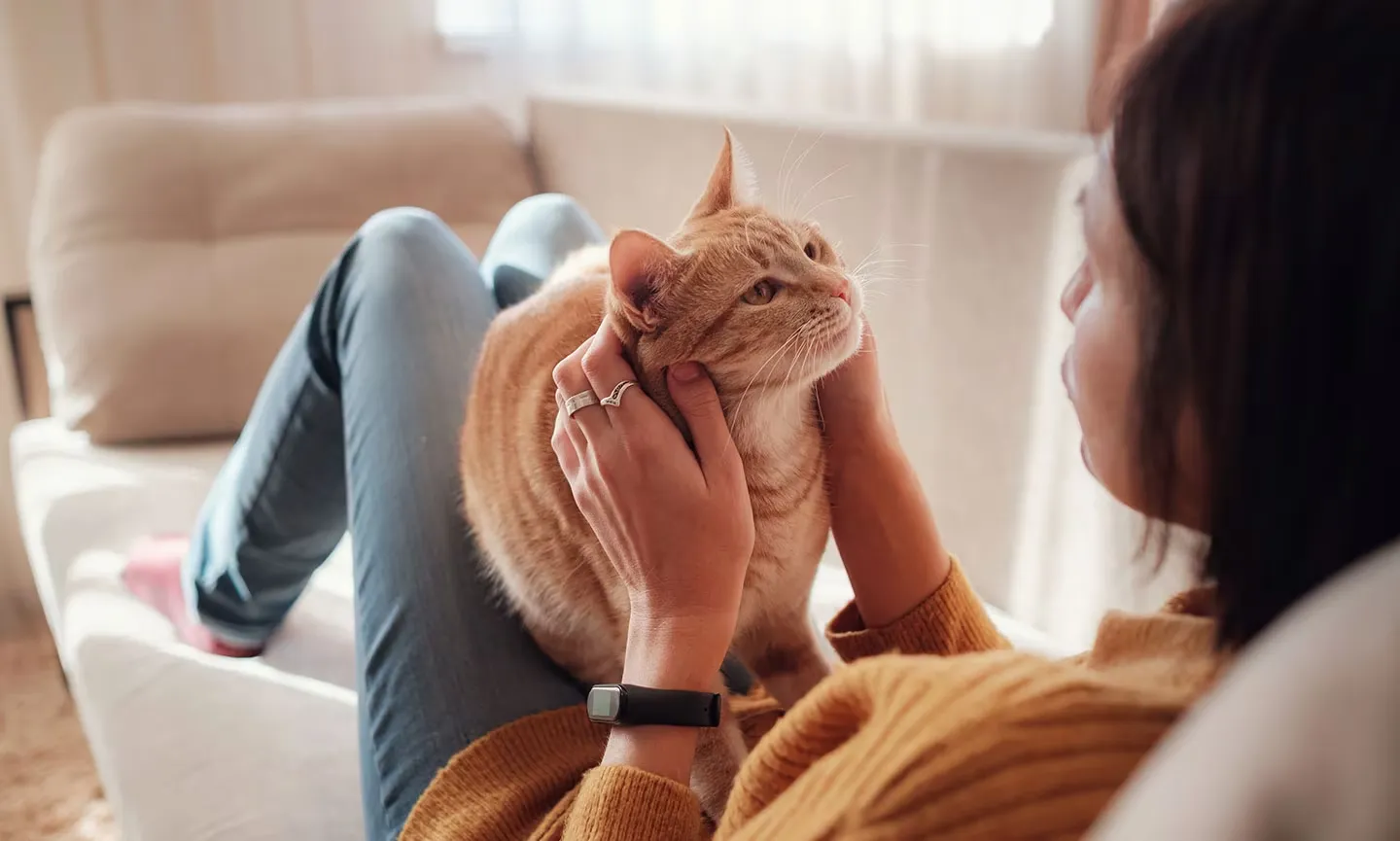 8-effective-ways-to-get-a-cat-to-like-you