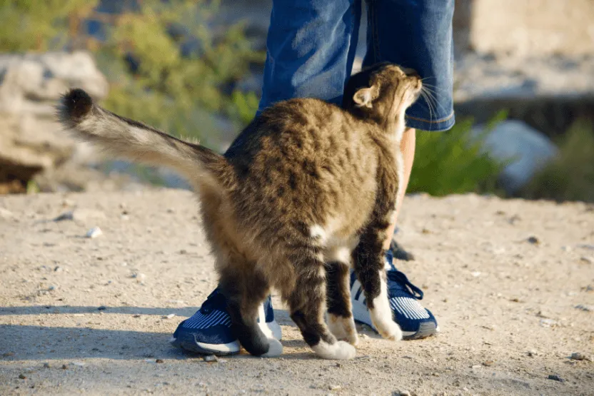 Signs a Stray Cat Likes You