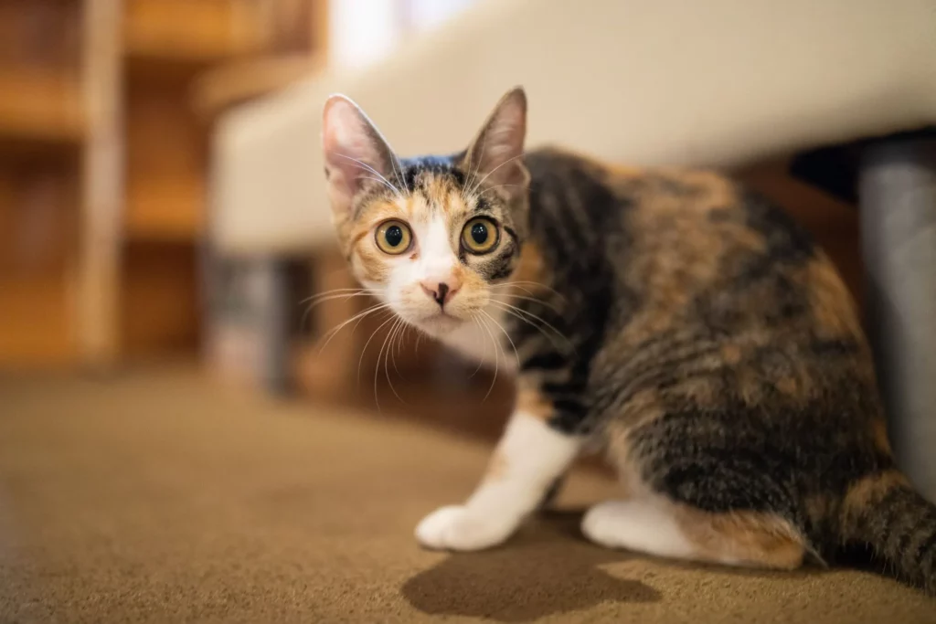 Signs Your Cat is Scared of You