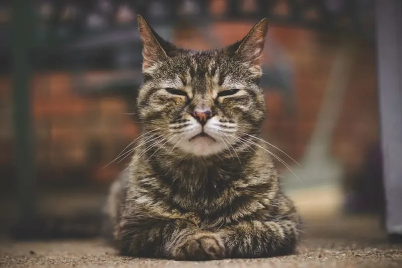 Old Cat Losing Weight
