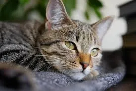 Physical Signs of Stress in a Cat