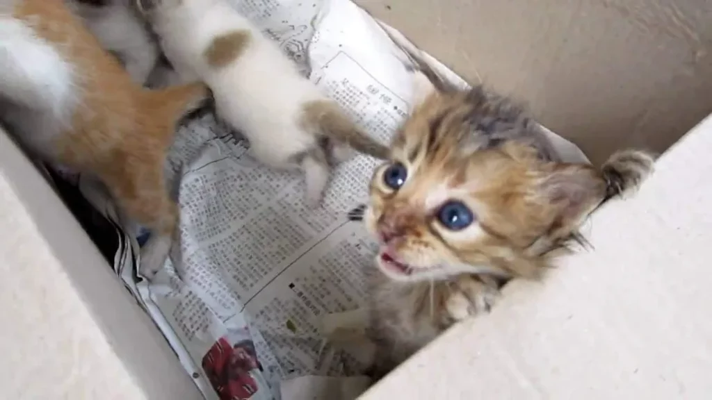 What to Do With Stray Kittens?
