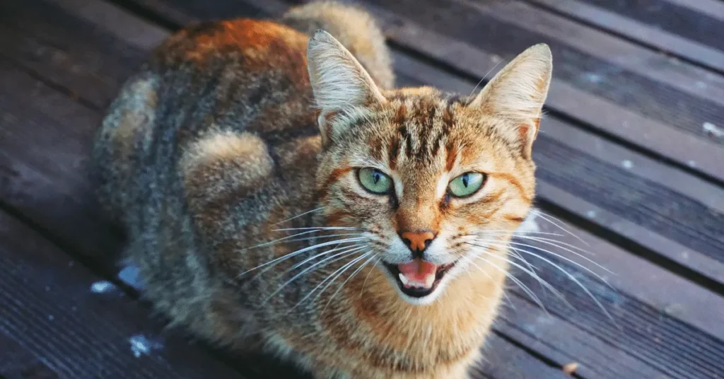 Do Feral Cats Purr?