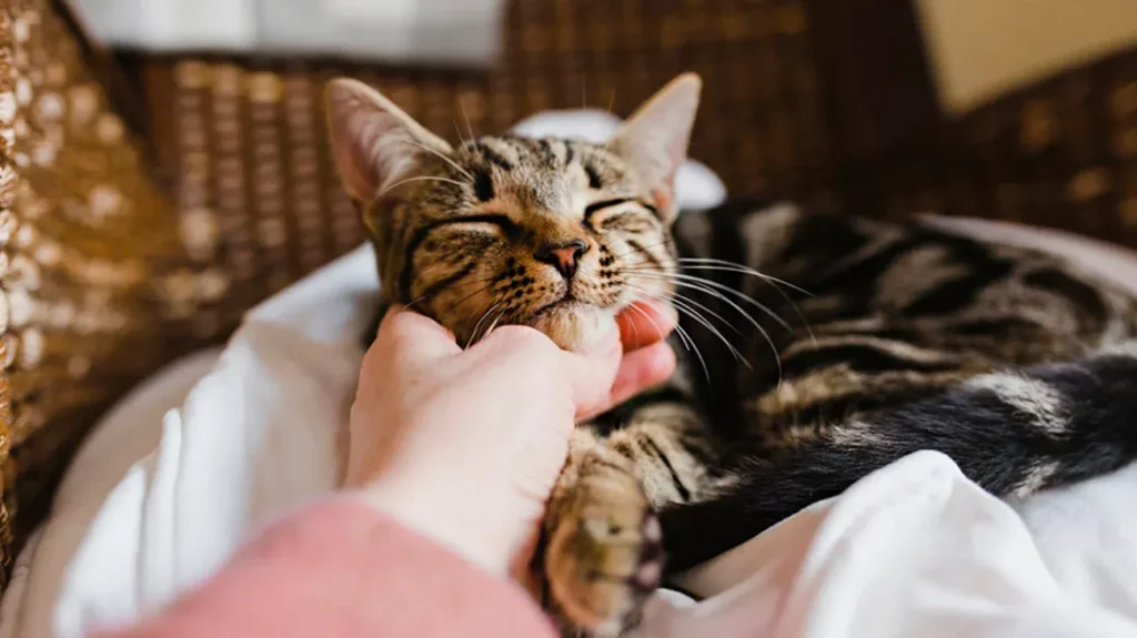 Signs You Are a Bad Cat Owner