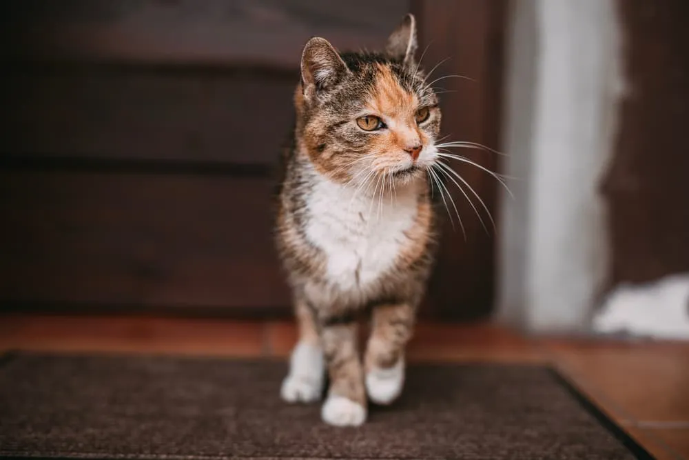 old-cat-losing-weight-4-potential-causes