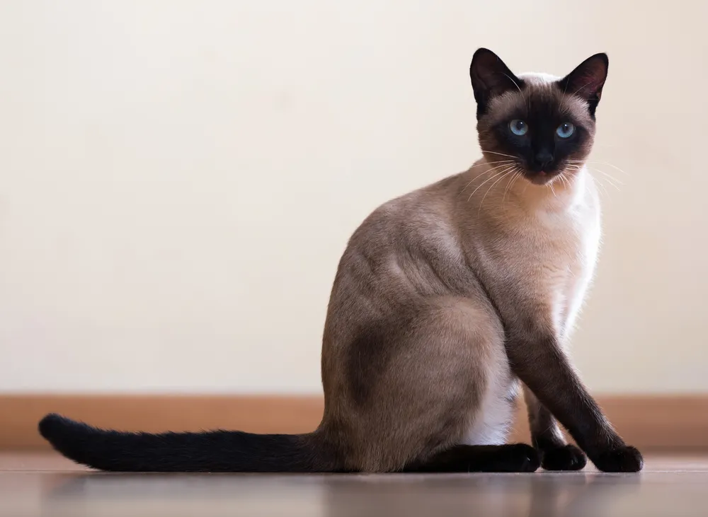 How Long Do Cats Live for in Cat Years