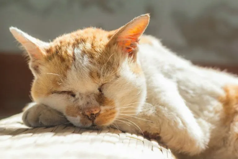 Can a Cat Eye Ulcer Heal on Its Own?