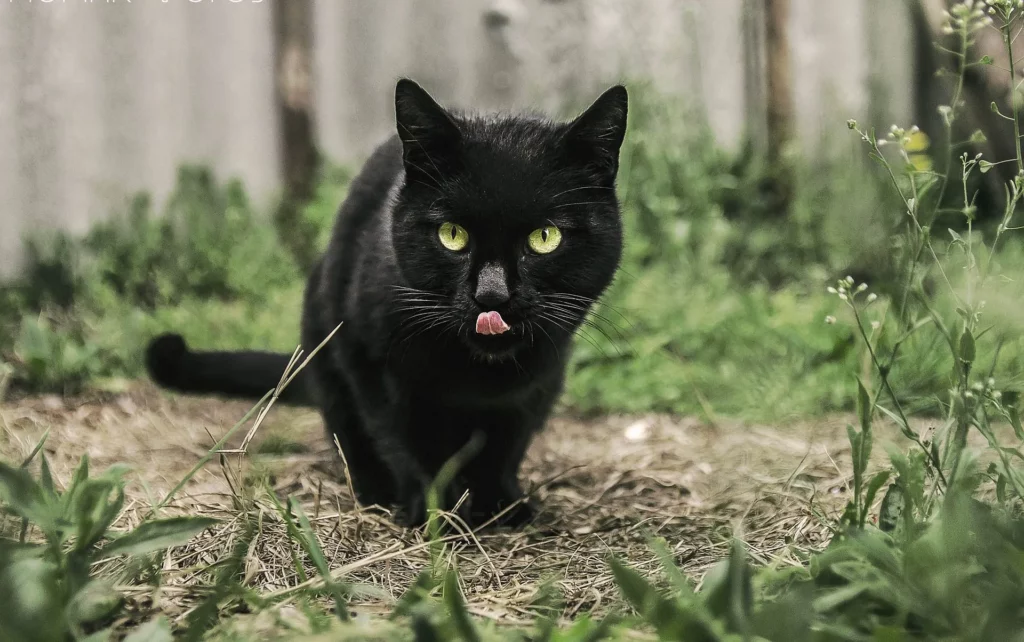 Most Common Stray Cat Breeds