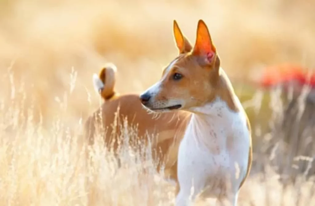 Can a Feral Dog Be Domesticated?