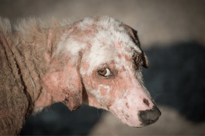 Signs of an Abused Dog