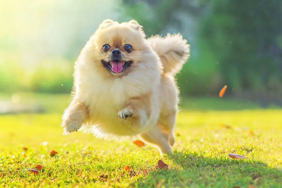 How to Calm Down Hyper Dog