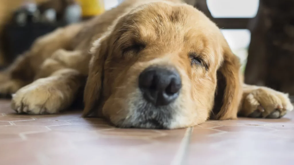 How to Treat Depression in Dogs