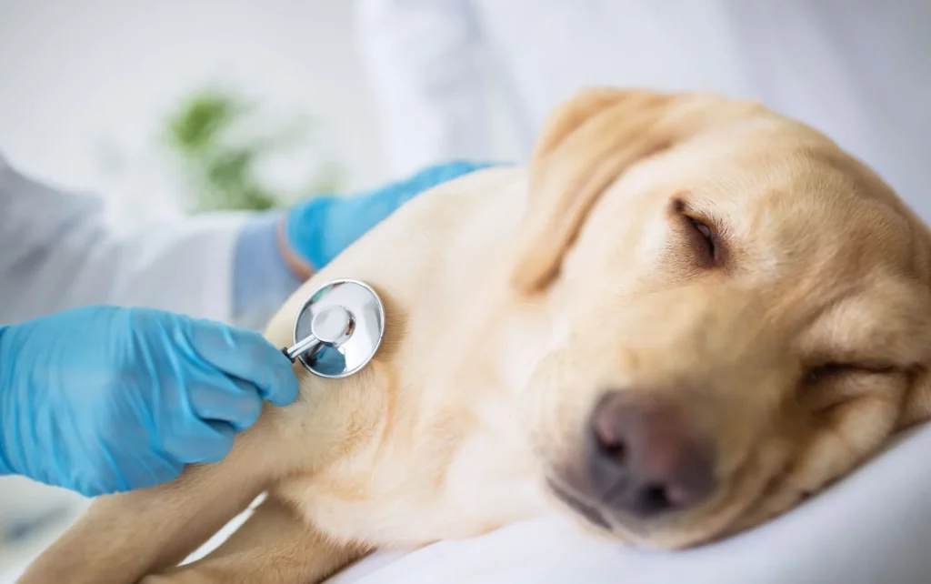 Signs of Bloat in Puppies Belly