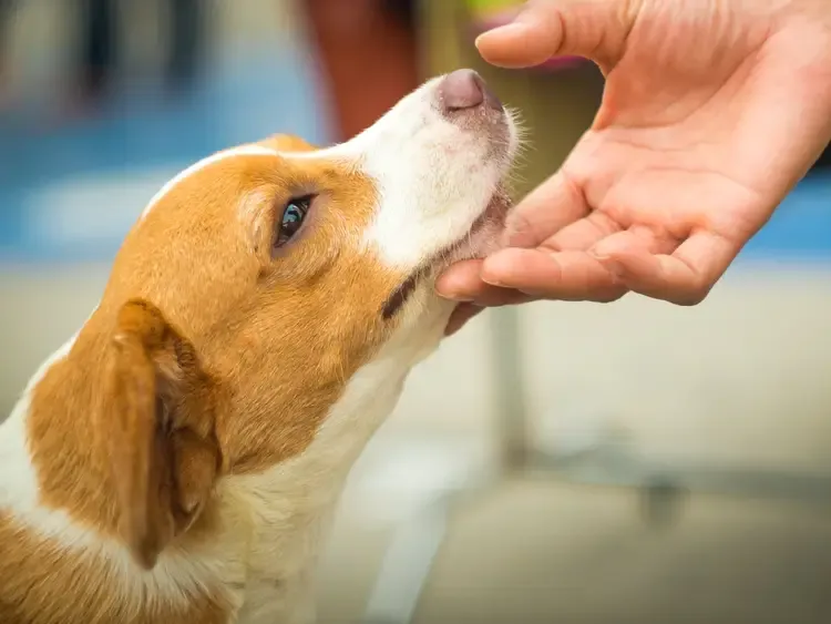 Signs Your Dog is Bonded to You