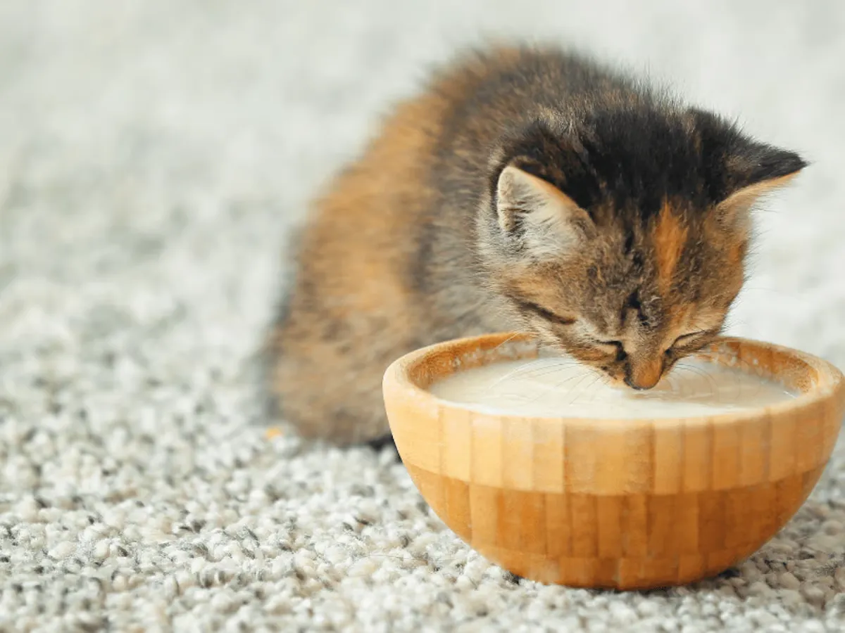 5-baby-kittens-drink-milk-intensively-while-their-mother-sleeps-soundly