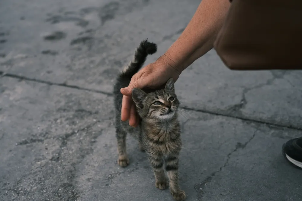 Can A Feral Cat Become A House Pet