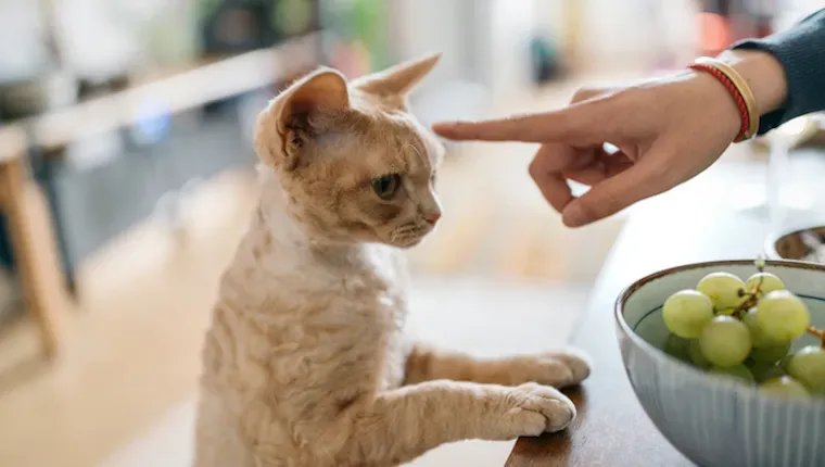 Can Cats Eat Green Grapes?