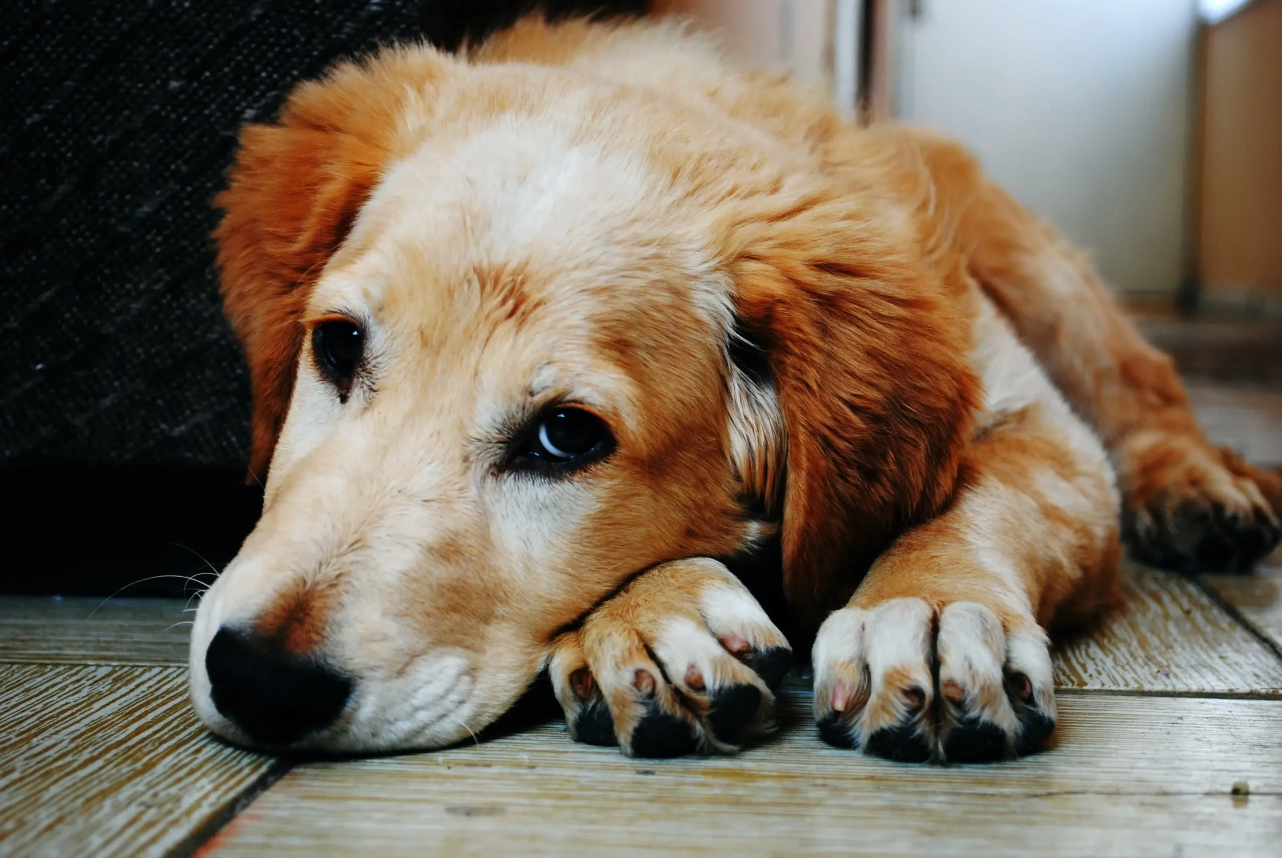 Can Dog Have Depression?