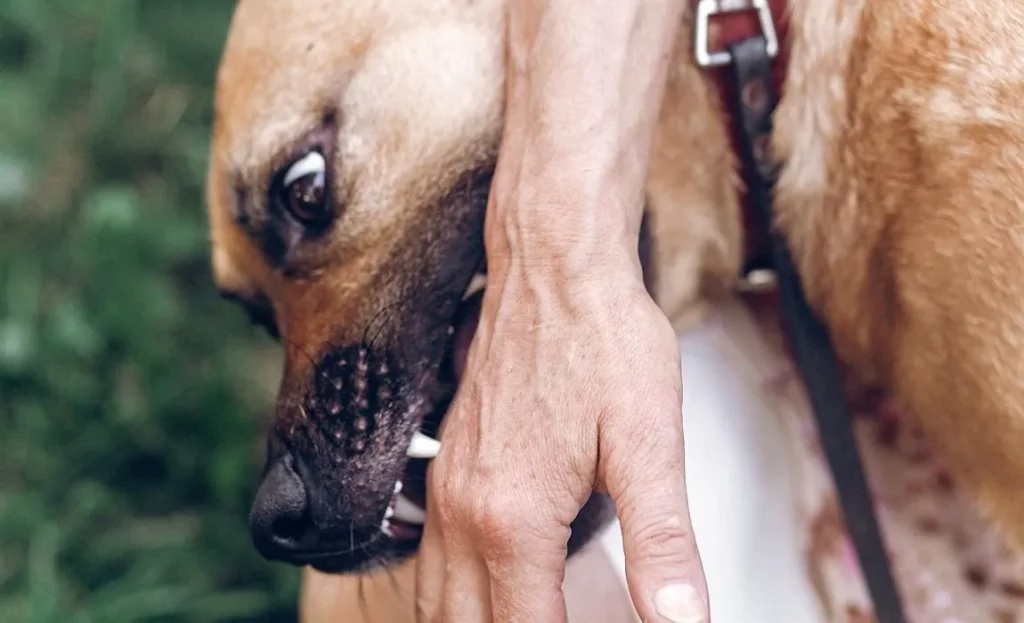 Why is My Puppy Biting Me Aggressively?