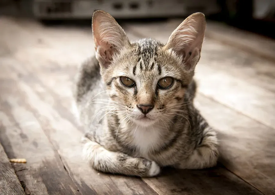 Can a Cat Eye Ulcer Heal on Its Own?