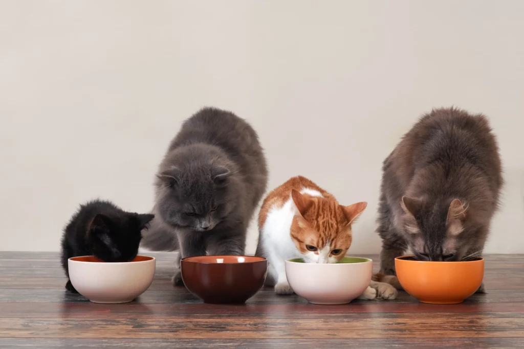 When Do Kittens Stop Nursing
