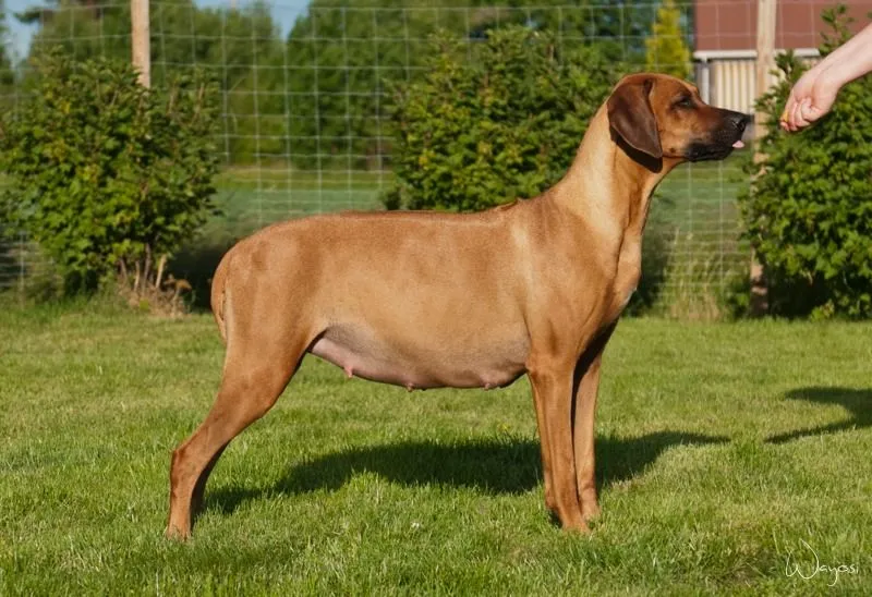 How to Tell if Your Dog is Pregnant at Home