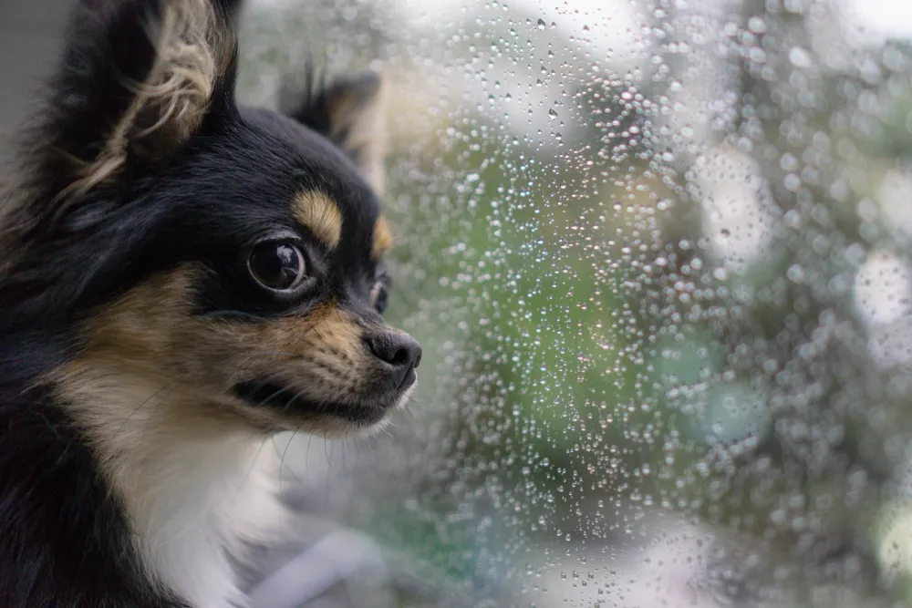 How to Calm a Dog During Storms
