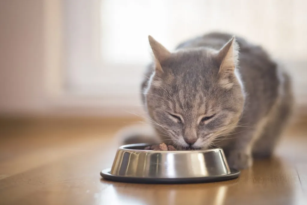 How Long Should Kittens Eat Wet Food