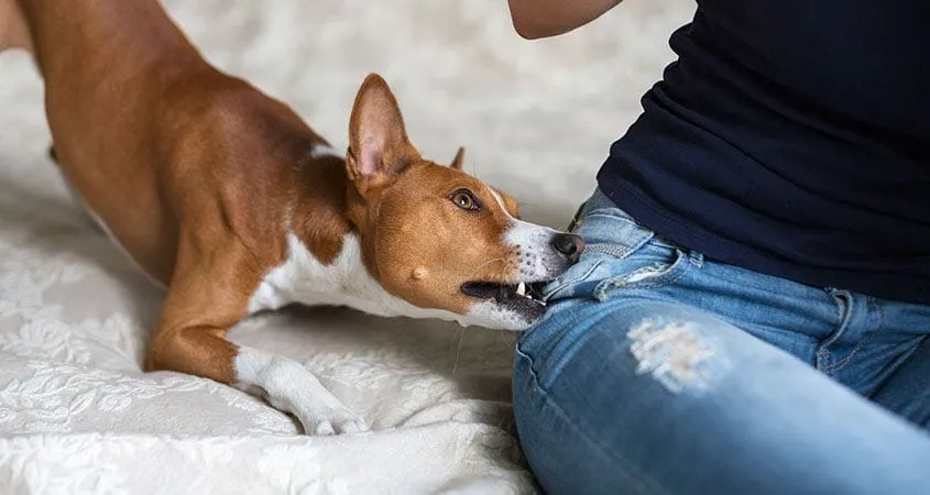 How to Stop an Aggressive Dog