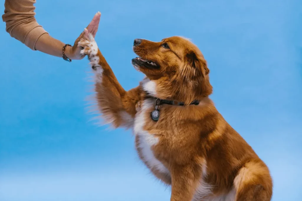 Signs Your Dog is Possessive of You