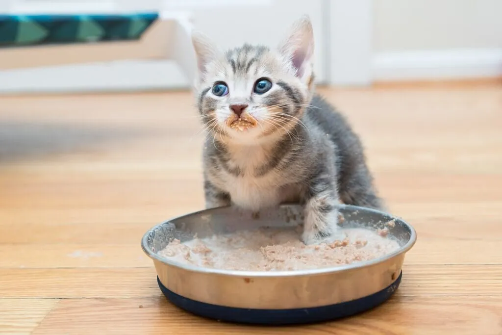 At what age can 2025 kittens eat wet food