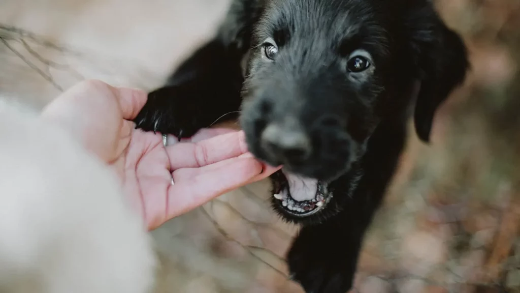 When Do Puppies Stop Biting?