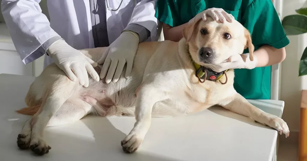 What Causes Bloat in Dogs?
