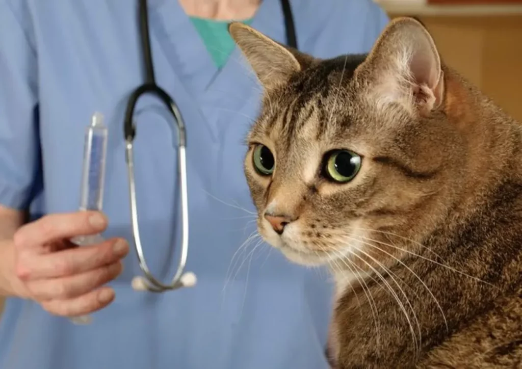 Can I Take a Stray Cat to the Vet for Free?