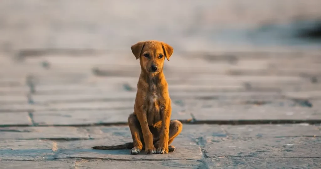 Signs Your Dog is Scared of You