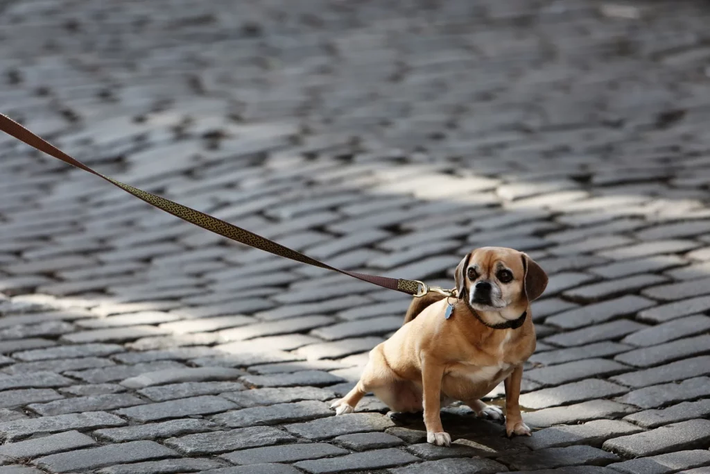 Signs Your Dog Doesn't Respect You
