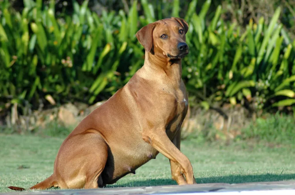 How to Tell if Your Dog is Pregnant at Home