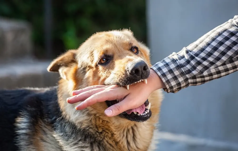 Why is My Puppy Biting Me Aggressively?